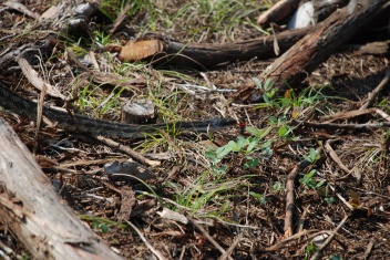 2009-05-31-05-Snake.jpg